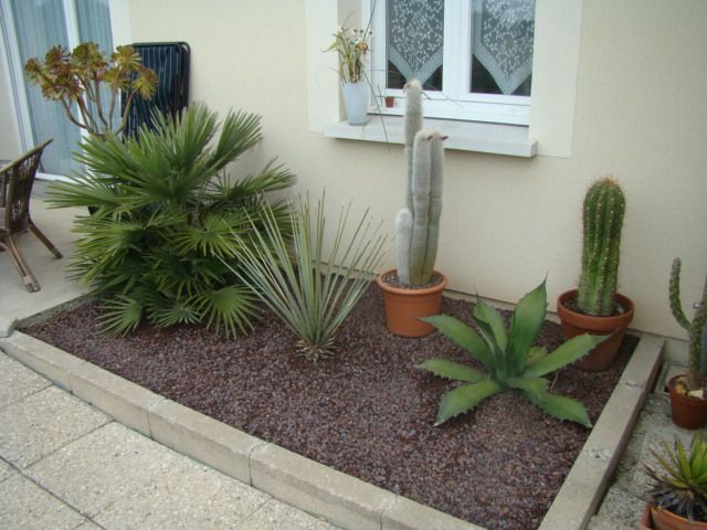 cactee 019c.jpg
