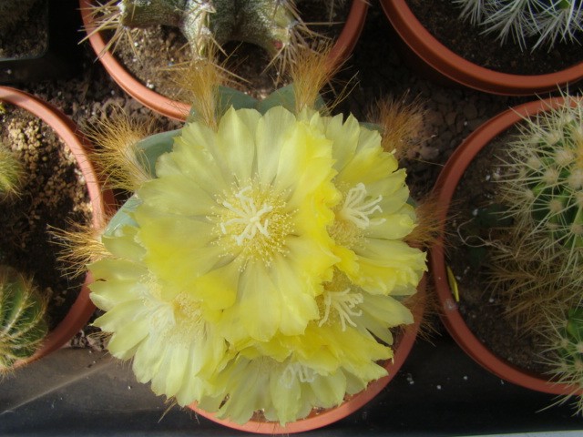 cactee66c.JPG