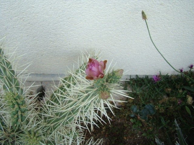 cactee71c.JPG