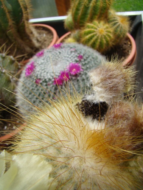 cactee69c.JPG