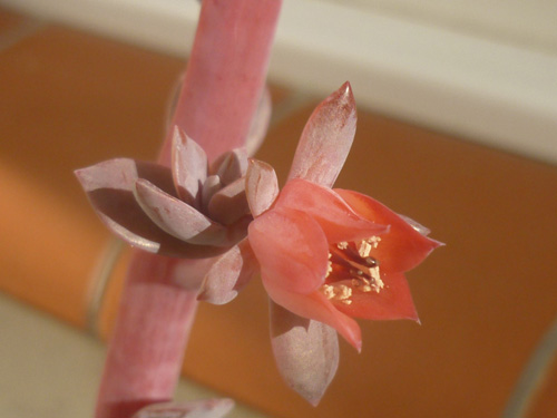 FLEUR e.BITTER SWEET.JPG