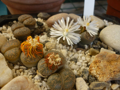 18 nov 008.jpg