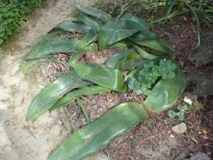 Vintimille - Jardin botanique Hanbury (56) - Welwitschia mirabilis (Namibie) (300x225).jpg