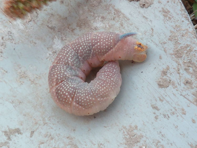 chenille de Mimas tiliae.jpg