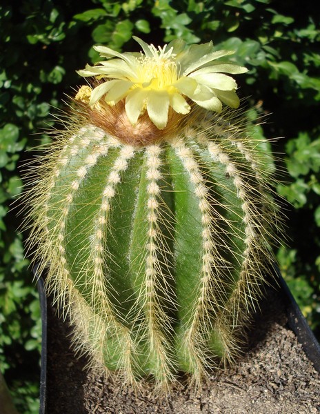 150807 Parodia warasii.jpg
