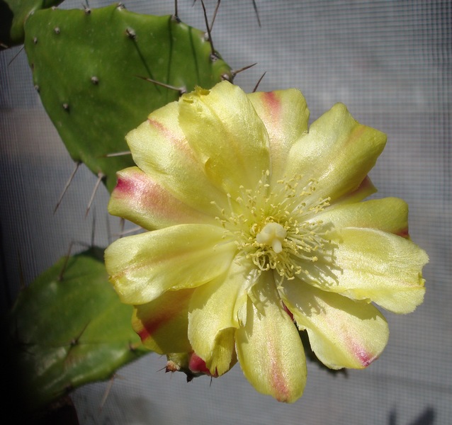 150812 Opuntia monacantha.jpg