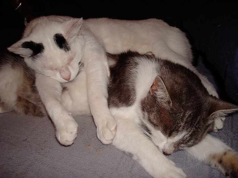 Caline et Dora.jpg