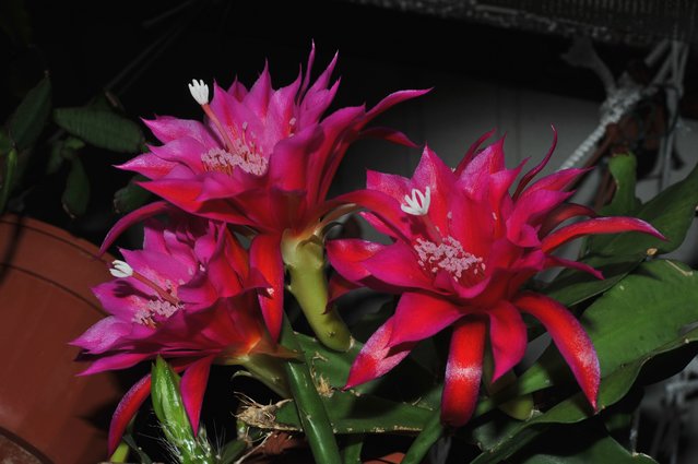 DSC_4375cfor.jpg