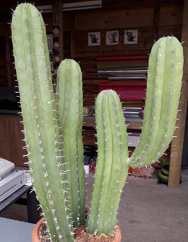 copie cactus.jpg