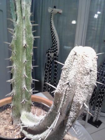 cactus.jpg