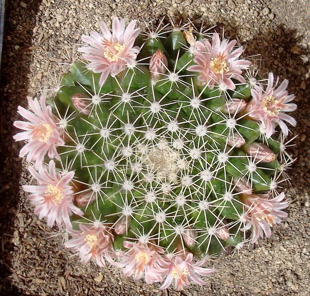 170505 Mammillaria hidalgensis 2.JPG