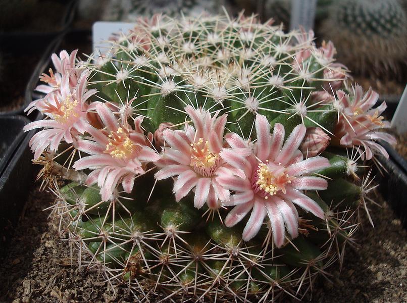 170505 Mammillaria hidalgensis 3.JPG