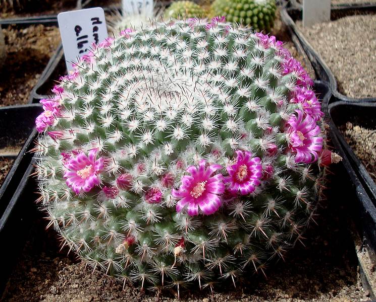 170505 Mammillaria albicans.JPG
