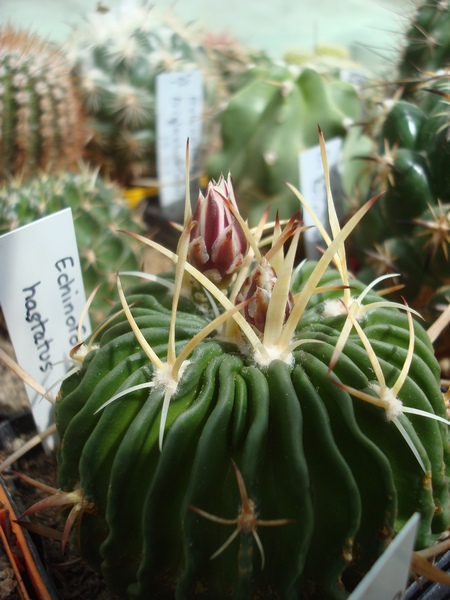 170505 Echinofossulocactus hastatus.JPG