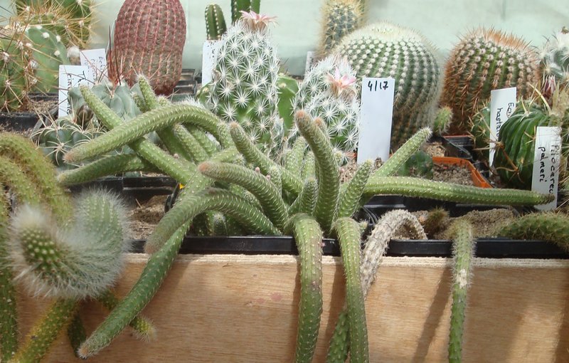 170505 Chamaecereus sp nova Ramirezii.JPG