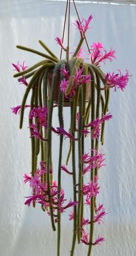 Flagelliformis.jpg