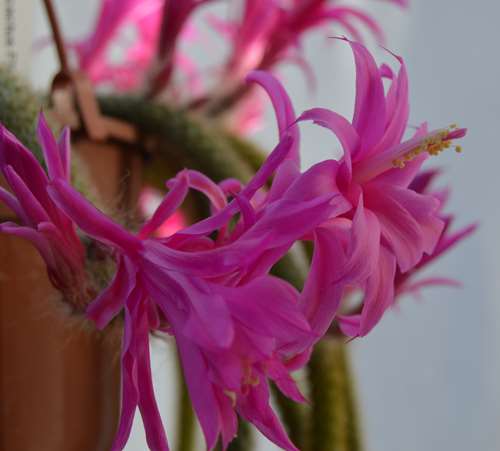 Flagelliformis (2).jpg