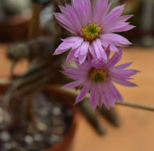 DSC_6088.jpg
