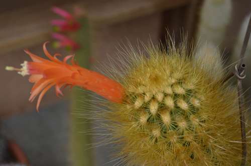 _copie-0_DSC_6323.jpg