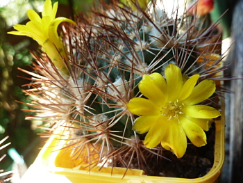 Weingartia pulquinensis 28 6 2018 Ndc.jpg