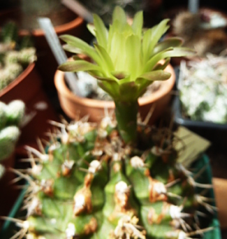 Gymnocalycium Friedrichii LAU 373 23 6 2018 xxx_opt.jpg