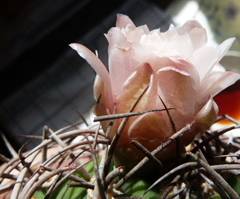 Gymnocalycium sp fleur rose 24 6 2018 ppppp_opt.jpg