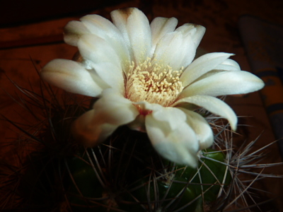 Gymnocalycium saglionis f. B. 28 6 2018 Ndc.jpg