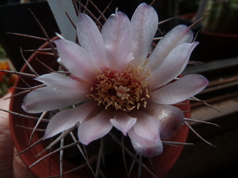 Gymnocalycium Vatteri 2 - 7 7 18 ppp_opt.jpg