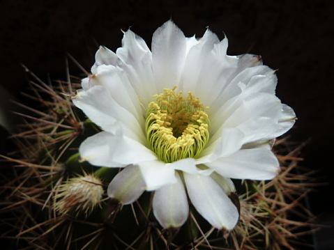 Acanthocalycium spiniflorum (violaceum) 12 7 2018 yyy_opt.jpg