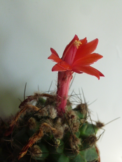 Matucana Paucicostata 14 7 2018 1_opt.jpg