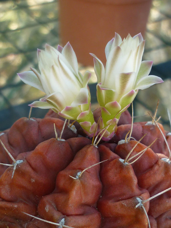 Gymnocalycium anistisi.JPG