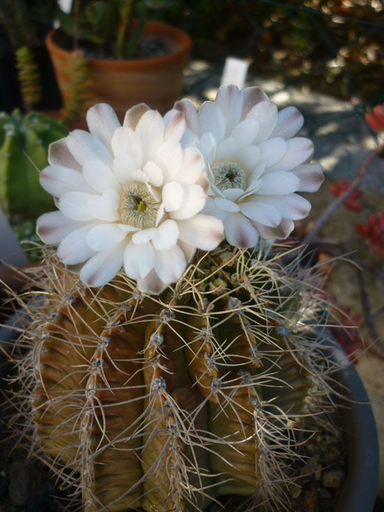 Gymnocalycium stenopleurum.JPG