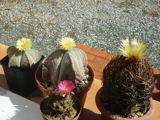 Astrophytum capricorne , myriostigma et E.arachnacantha.JPG