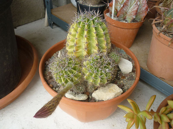 Echinopsis oxygona.JPG