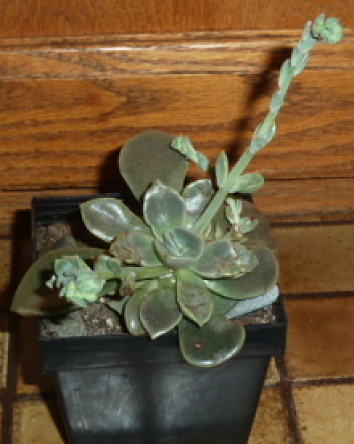 Cremneria Ariadne 8 12 2018 Ndc_opt.jpg
