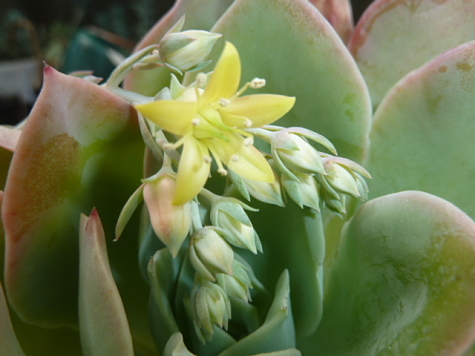 Echeveria Ginmedian 2 - 9 12 2018.jpg