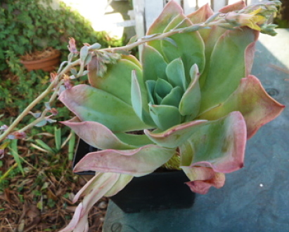 Echeveria Ginmedian 2  13 12 2018_opt.jpg