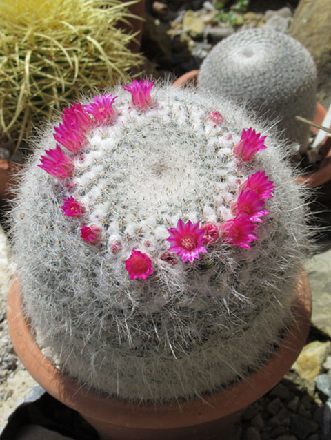 Mammillaria hahniana (2).JPG