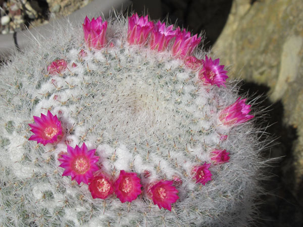 Mammillaria hahniana.JPG