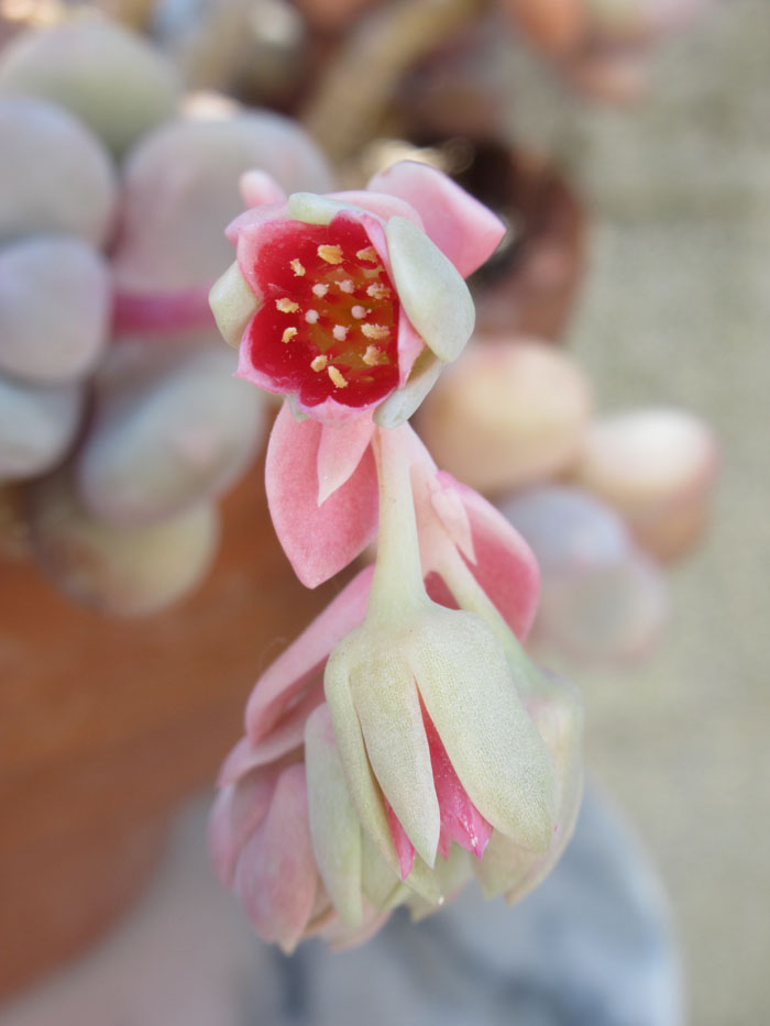 pachyphytum bracteosum.JPG