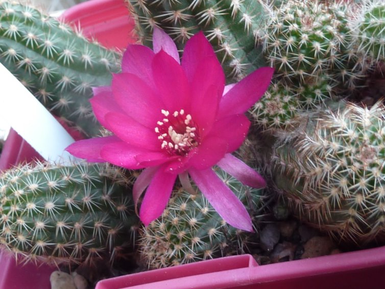 2019-08-10 Chamaecereus Pauline.jpg