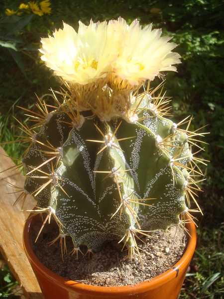 191004 Astrophytum ornatum.JPG