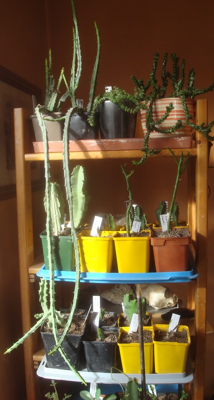 191207 Caralluma joannis et autres plantes.JPG