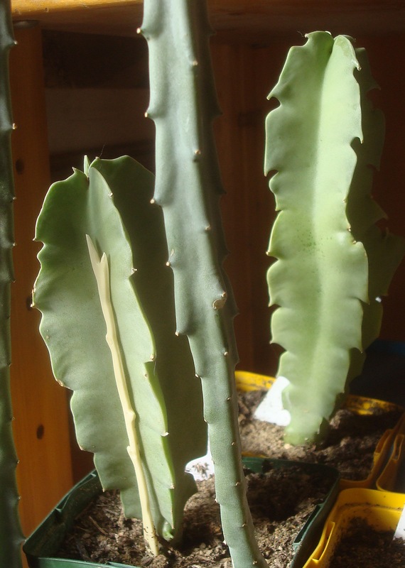 191207 Caralluma russeliana.JPG