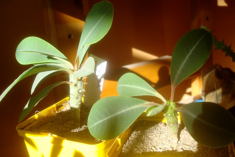 200228 Euphorbia viguieri Semis du 17 janvier 2019.JPG