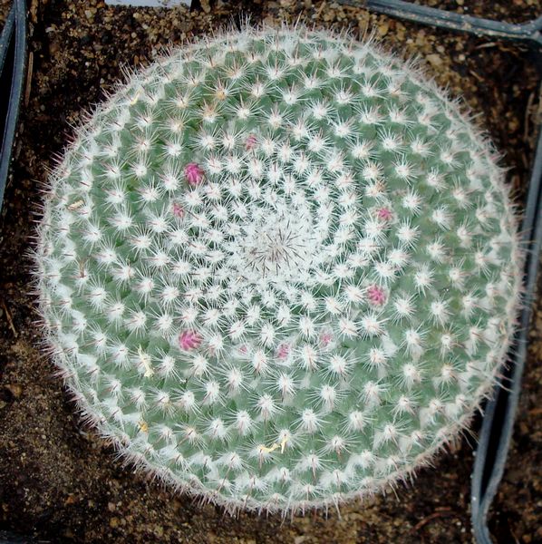 200423 Mammillaria albilanata.JPG