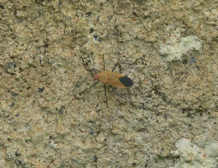 059 Leptocoris bahram.jpg