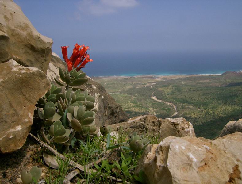 062Hamaderoh Kalanchoe farinacea HPIM2373fk.jpg.jpg