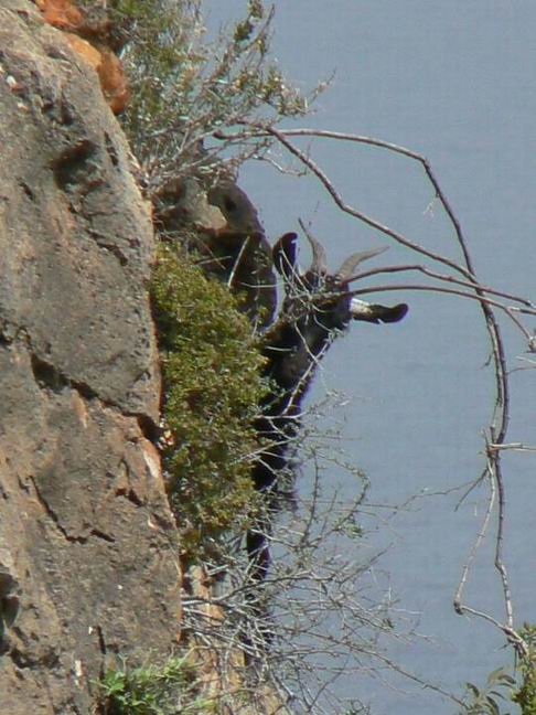 063 chèvre à Hamaderoh.jpg