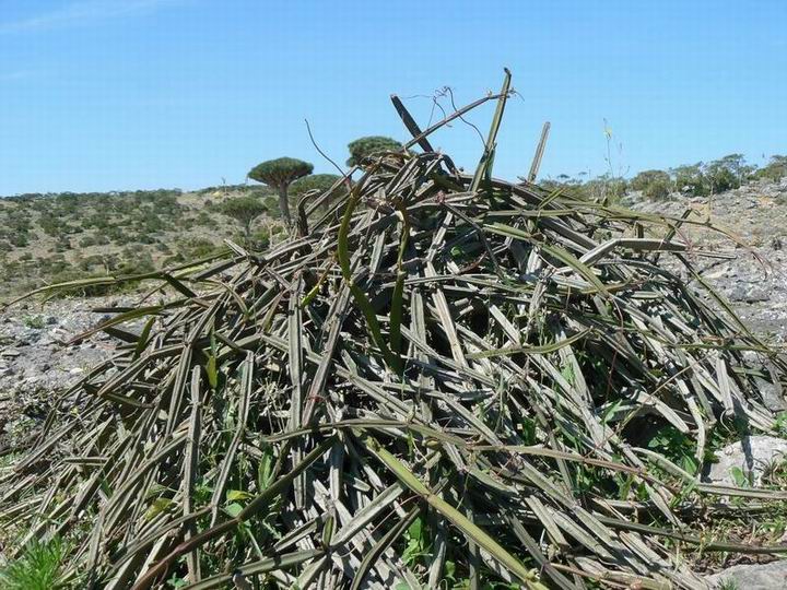 065 Cissus hamaderohensis.jpg